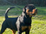 1 chiot mâle Rottweiler LOF à vendre