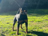 1 chiot mâle Rottweiler LOF à vendre