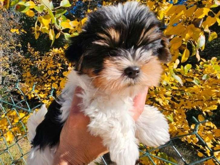 Mise en vente de 3 chiots Biewers Terriers LOF nés le 30 août 2025