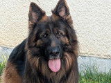 1 chien Berger Allemand LOF disponible pour saillie