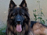 1 chien Berger Allemand LOF disponible pour saillie