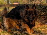 1 chien Berger Allemand LOF disponible pour saillie