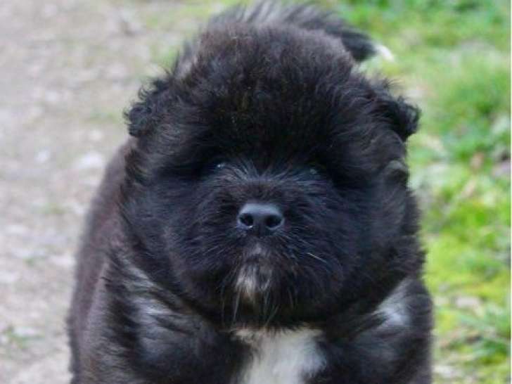 2 chiots Akita Américains LOF à réserver