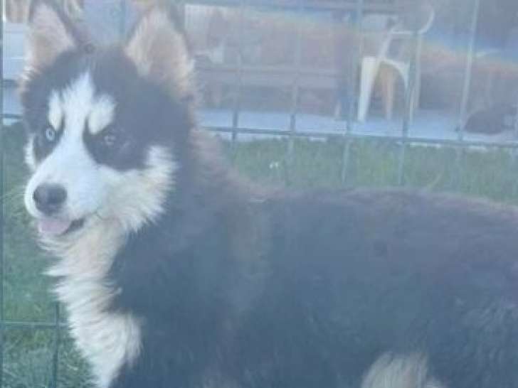 Des chiots Pomskies mâles non-LOF de mai 2025 à vendre