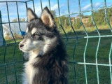 Des chiots Pomskies mâles non-LOF de mai 2025 à vendre