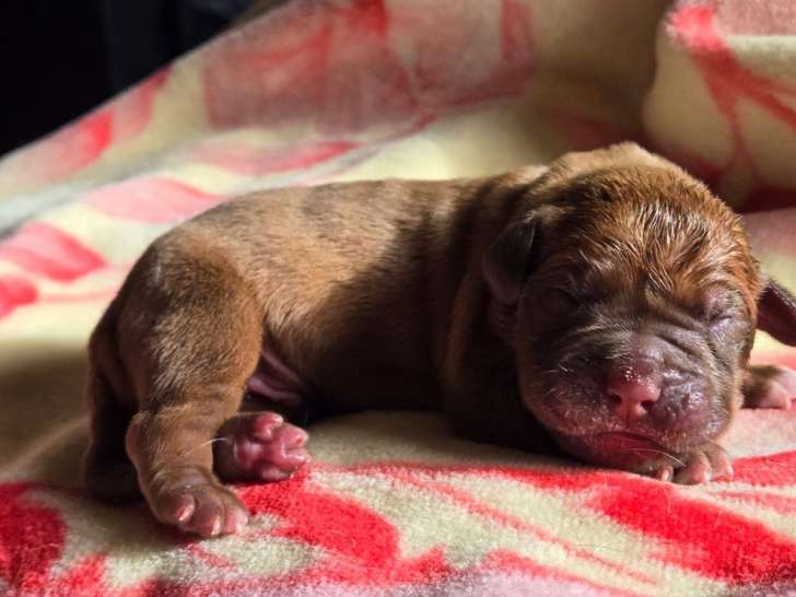 À réserver, 4 chiots mâles Dogues de Bordeaux LOF de novembre 2025