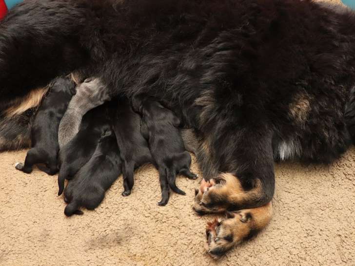 À réserver, 7 chiots Dogues du Tibet LOF de novembre 2025