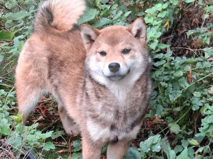 1 chiot femelle Shiba Inu LOF à vendre