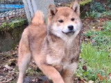 1 chiot femelle Shiba Inu LOF à vendre