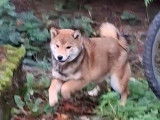 1 chiot femelle Shiba Inu LOF à vendre