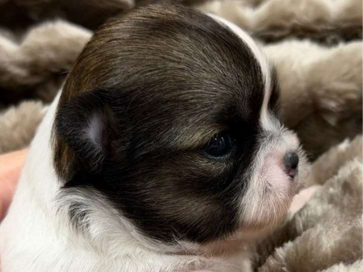 À réserver, 1 chiot femelle Chihuahua à poil long non LOF