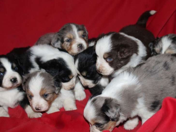 8 chiots Bergers Américains Miniatures LOF à réserver