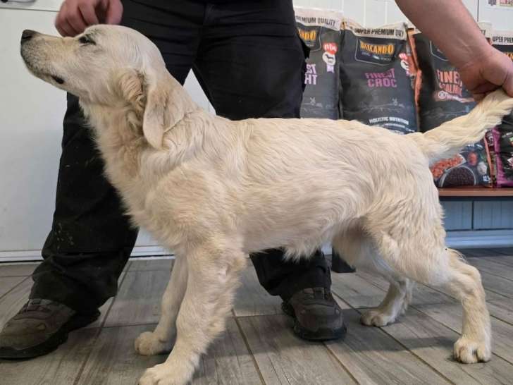 À vendre, 1 chiot Golden Retriever femelle LOF de juin 2025