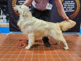 À vendre, 1 chiot Golden Retriever femelle LOF de juin 2025