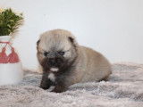 1 chiot Pomsky mâle F3 à réserver, agouti d’octobre 2025