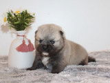1 chiot Pomsky mâle F3 à réserver, agouti d’octobre 2025