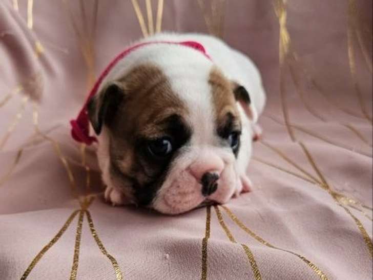 Réservation ouverte pour 3 chiots Bouledogues Français non-LOF
