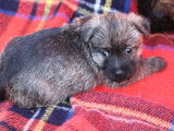 À réserver, 4 chiots Cairn Terriers LOF d’octobre 2025