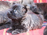 À réserver, 4 chiots Cairn Terriers LOF d’octobre 2025
