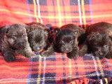 À réserver, 4 chiots Cairn Terriers LOF d’octobre 2025
