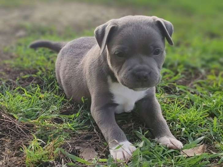 2 chiots Staffordshire Bull Terriers mâles LOF à réserver