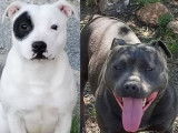 2 chiots Staffordshire Bull Terriers mâles LOF à réserver