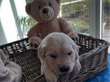 Chiots Golden Retriever LOF nés le 26 octobre 2025 à vendre