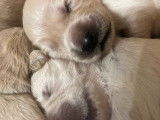 Chiots Golden Retriever LOF nés le 26 octobre 2025 à vendre