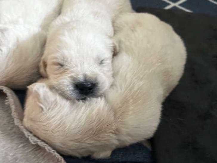 Chiots Golden Retriever LOF nés le 26 octobre 2025 à vendre