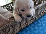 Chiots Golden Retriever LOF nés le 26 octobre 2025 à vendre