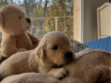 Chiots Golden Retriever LOF nés le 26 octobre 2025 à vendre