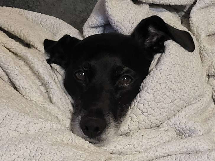 Femelle Épagneul Breton croisée Braque disponible pour saillie