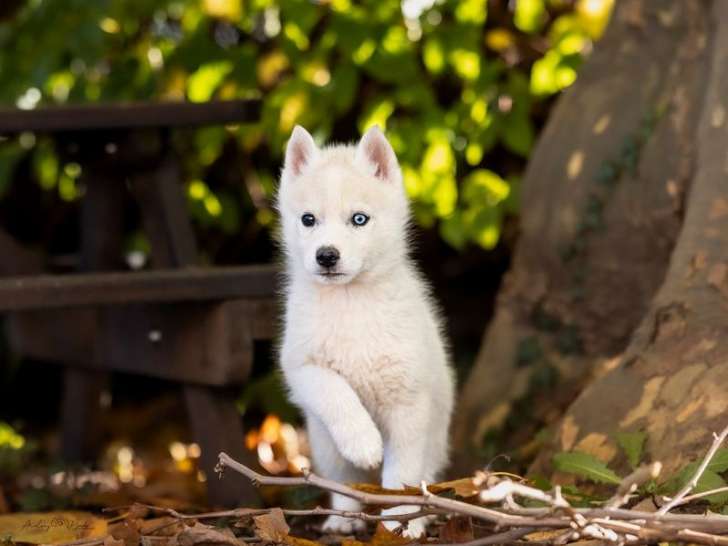 8 chiots Huskies de Sibérie LOF à vendre