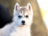 8 chiots Huskies de Sibérie LOF à vendre