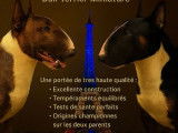 3 Chiots Bull Terriers Miniatures LOF d'octobre 2025 à réserver
