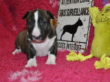 3 Chiots Bull Terriers Miniatures LOF d'octobre 2025 à réserver