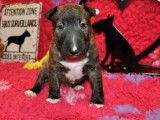 3 Chiots Bull Terriers Miniatures LOF d'octobre 2025 à réserver
