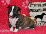 3 Chiots Bull Terriers Miniatures LOF d'octobre 2025 à réserver