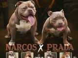 4 femelles American Bully pocket disponibles