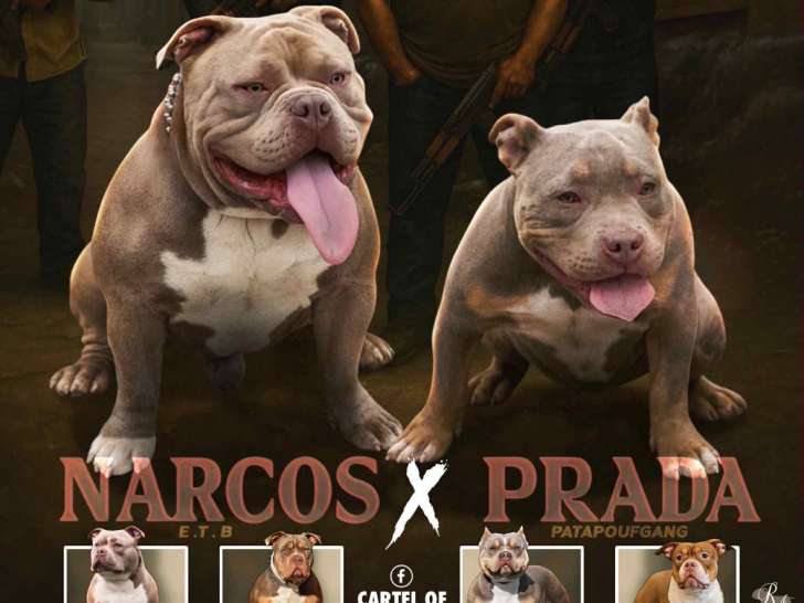 4 femelles American Bully pocket disponibles