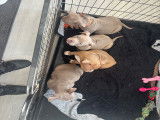 4 femelles American Bully pocket disponibles