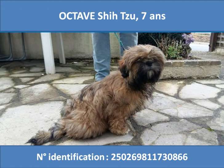 Mâle Shih Tzu disponible pour saillie