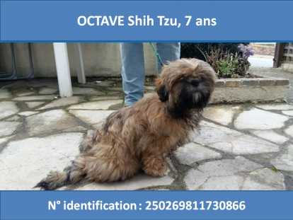 Mâle Shih Tzu disponible pour saillie