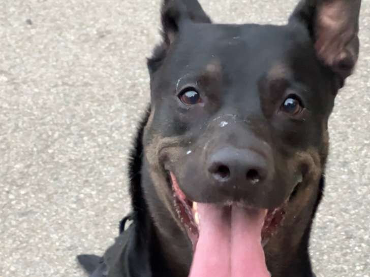 Donne chienne croisée Malinois