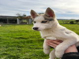 Chiots Husky LOF à vendre
