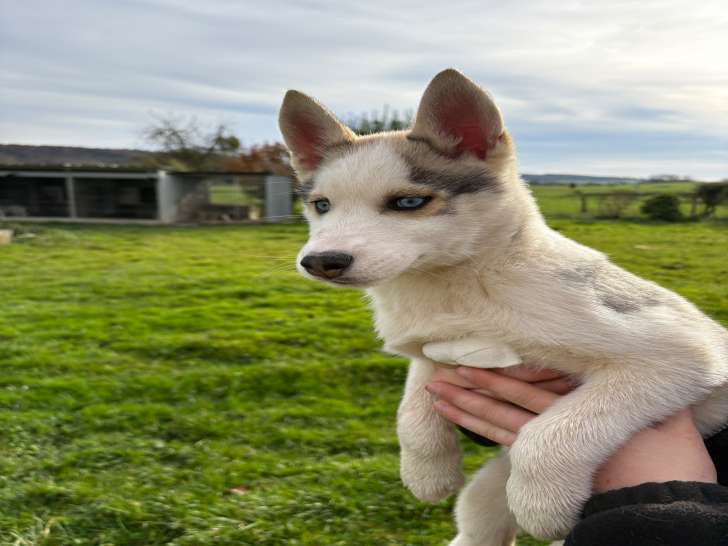 Chiots Husky LOF à vendre