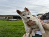 Chiots Husky LOF à vendre