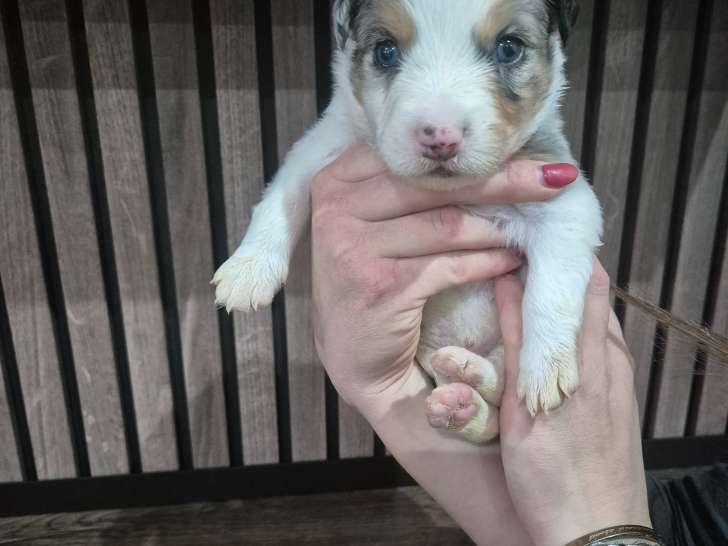 Chiots Border Collie à vendre
