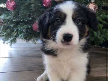 Chiots Border Collie &agrave; vendre