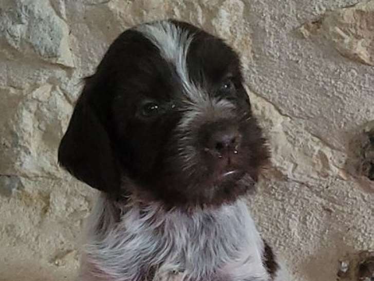 Mise en vente de plusieurs chiots Griffons Korthals LOF nés le 29 septembre 2025